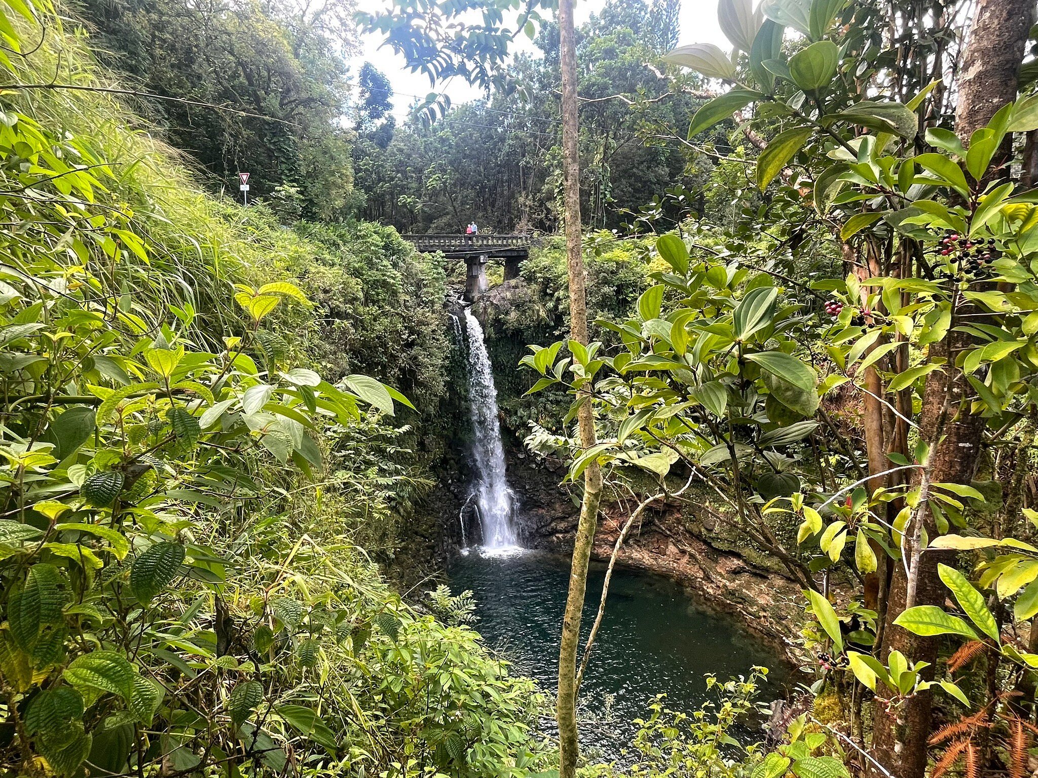 jungle tour maui