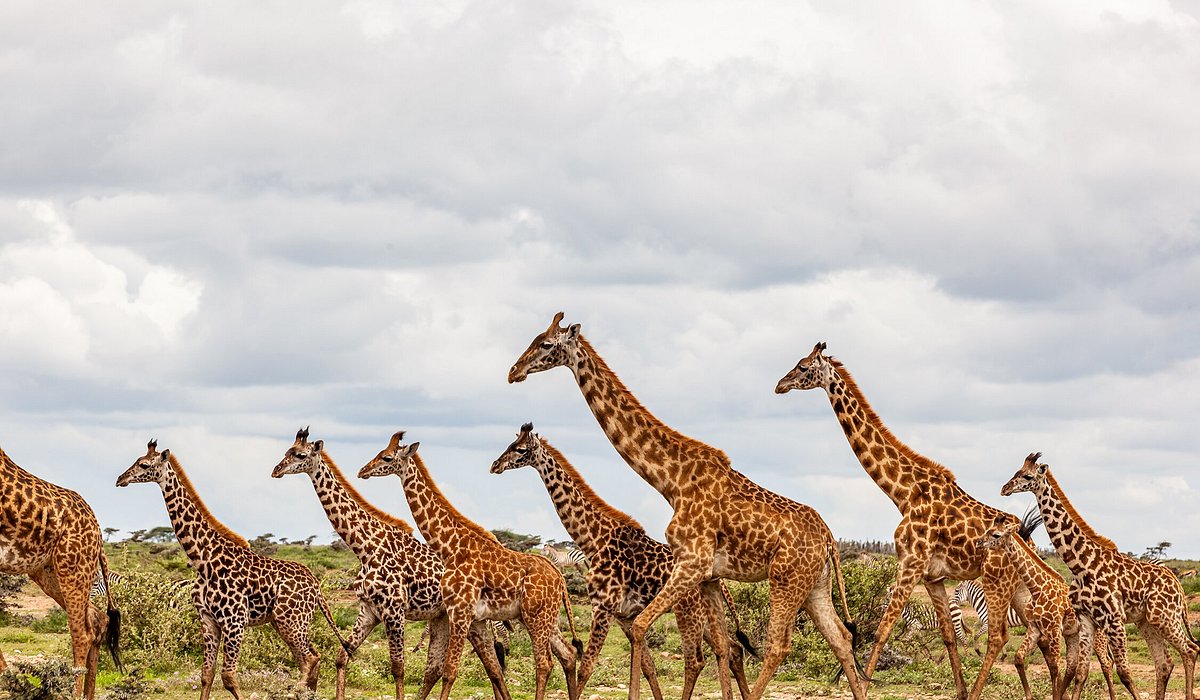 Kenya Safari: Herds of giraffes, Maasai Warriors, the golden savannah