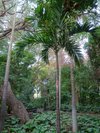 HUERTO DE LAS FLORES (Agaete): Ce qu'il faut savoir