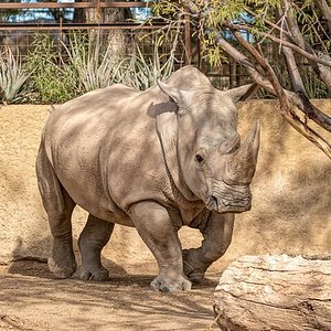 Phoenix Zoo - All You Need to Know BEFORE You Go (with Photos)
