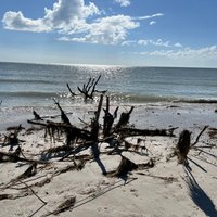 Honeymoon Island State Park (Dunedin) - All You Need to Know BEFORE You Go