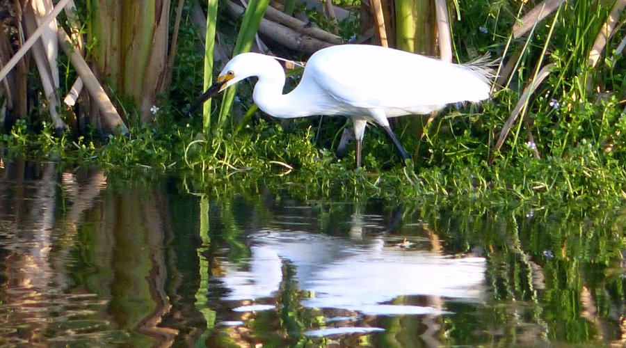 Little egret (Egretta garzetta).