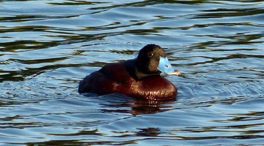 Blue-billed duck (Oxyura australis).