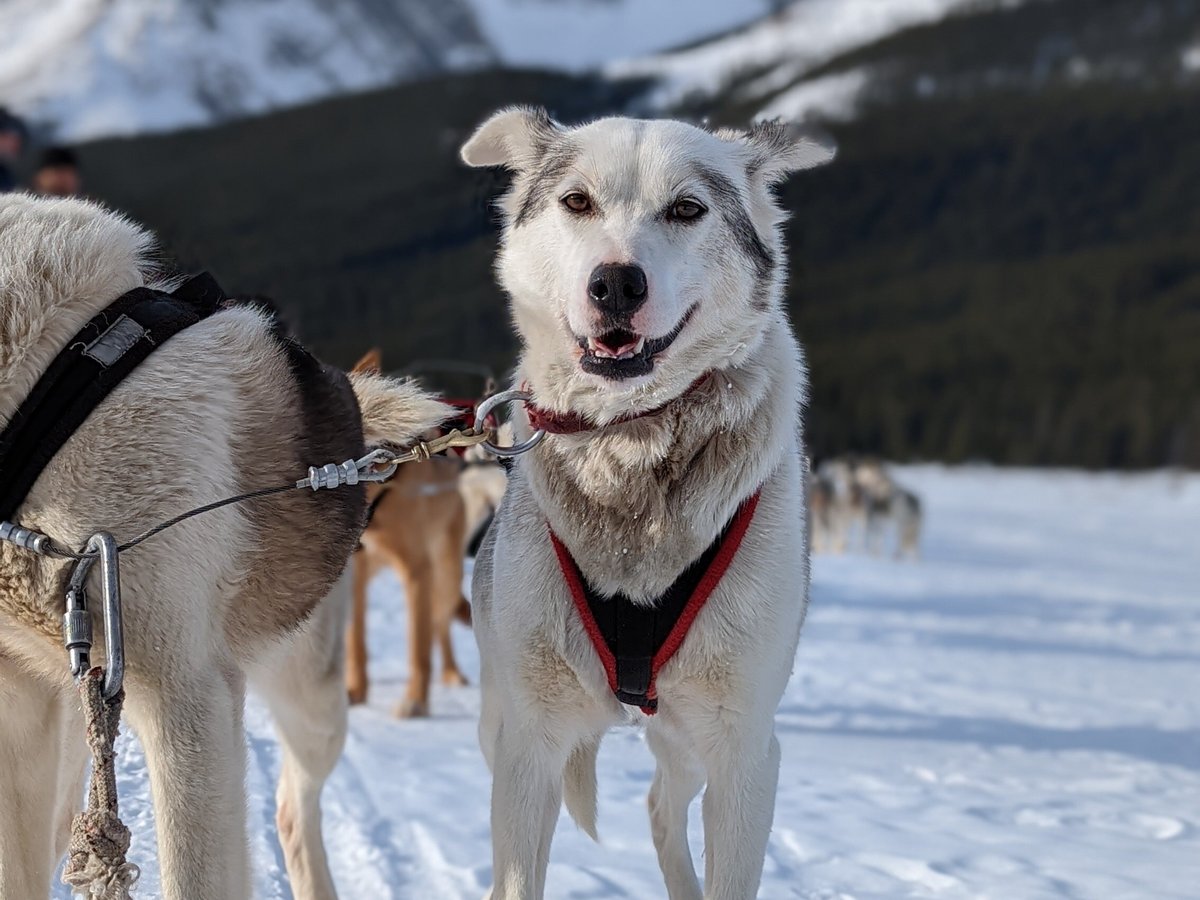 are sled dogs treated well