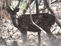 Pocharam Wildlife Sanctuary (Nizamabad) - All You Need to Know BEFORE You Go