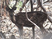 Pocharam Wildlife Sanctuary (Nizamabad) - All You Need to Know BEFORE You Go