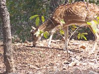 Pocharam Wildlife Sanctuary (Nizamabad) - All You Need to Know BEFORE You Go Pocharam Wildlife Sanctuary (Nizamabad) - All You Need to Know BEFORE You Go