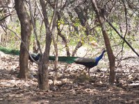 Pocharam Wildlife Sanctuary (Nizamabad) - All You Need to Know BEFORE You Go