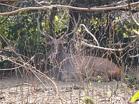 Pocharam Wildlife Sanctuary (Nizamabad) - All You Need to Know BEFORE You Go Pocharam Wildlife Sanctuary (Nizamabad) - All You Need to Know BEFORE You Go