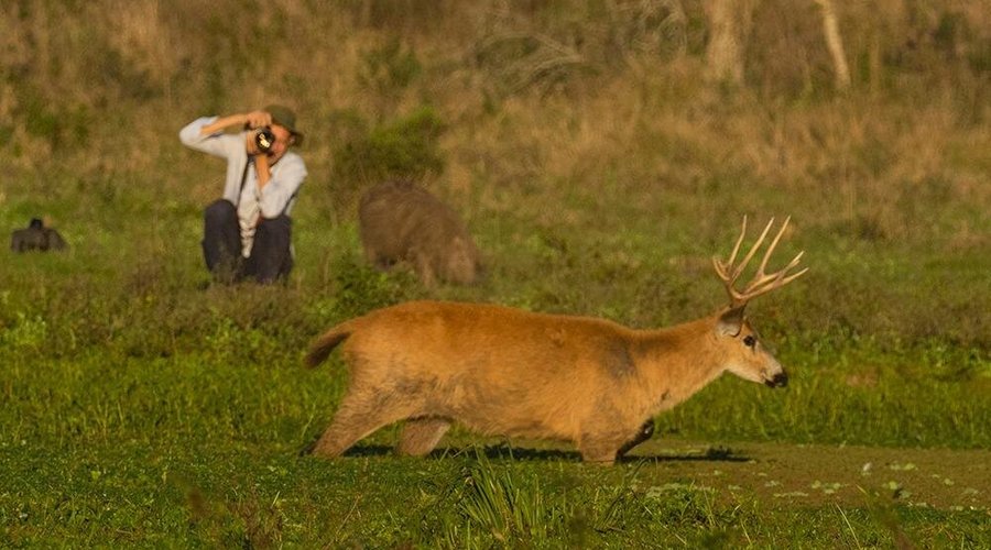 Safaris