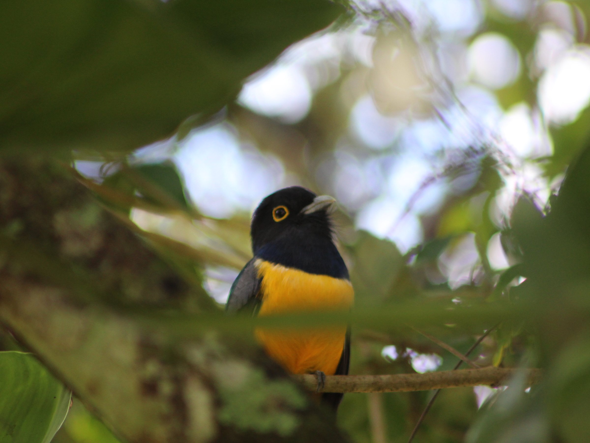 Calico Jack's Belize Jungle Canopy and Zip Lining - All You Need to ...