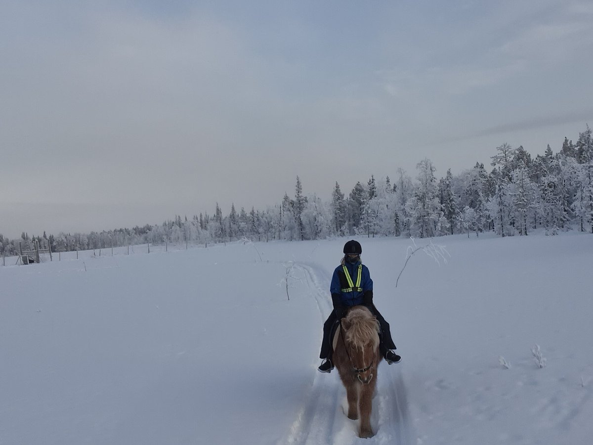 Lapin Saaga Icelandic Horse Stable in Levi (Sirkka) - All You Need to ...