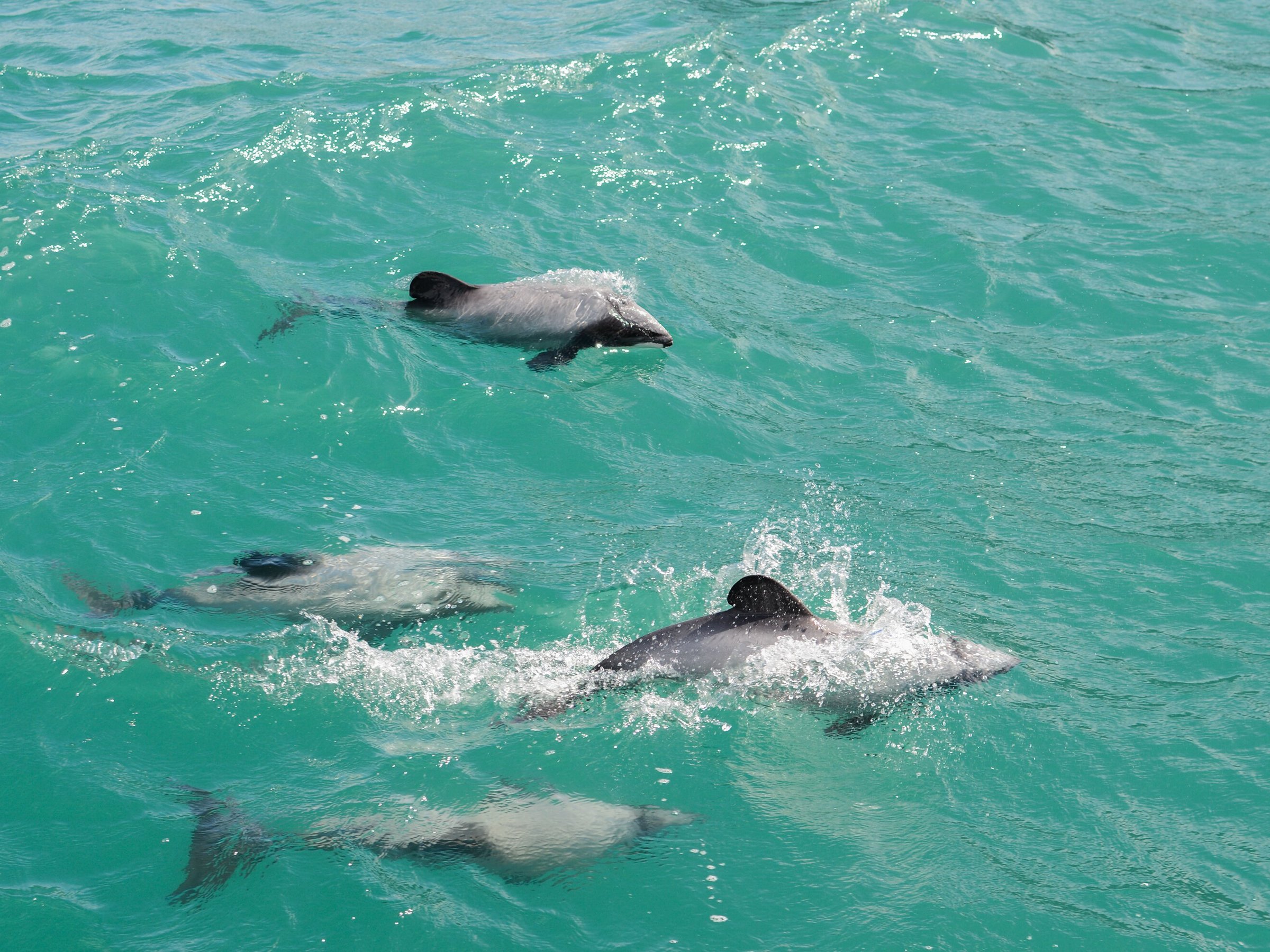 Akaroa Dolphins - All You Need to Know BEFORE You Go (2024)