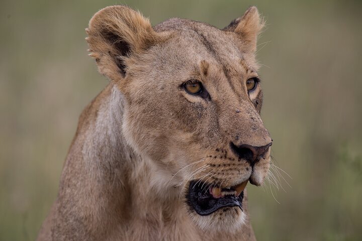 2024 Nairobi National Park Day Tour