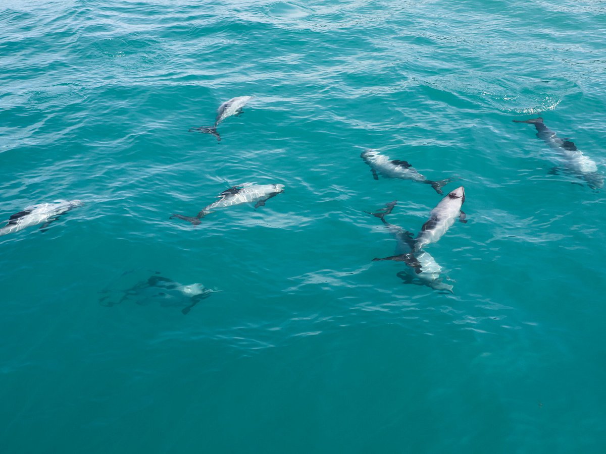 Akaroa Dolphins Ce Quil Faut Savoir Pour Votre Visite 2022