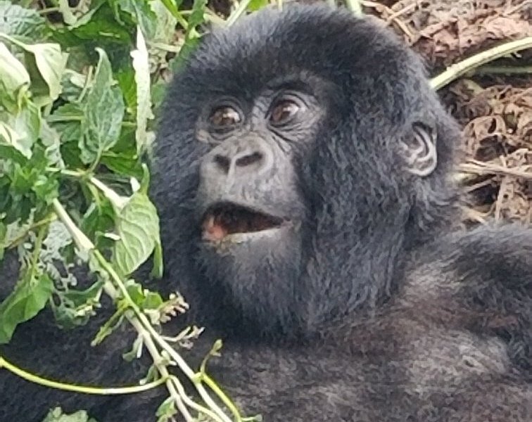 gorilla remarkable tours