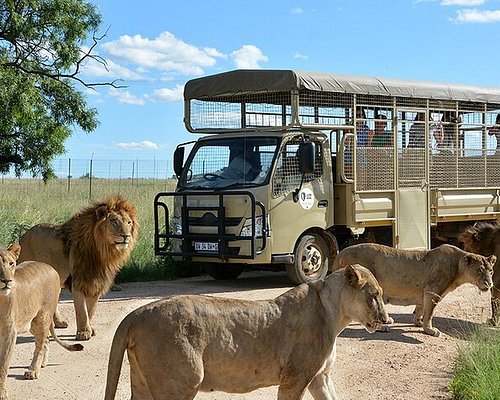 safari near pretoria south africa