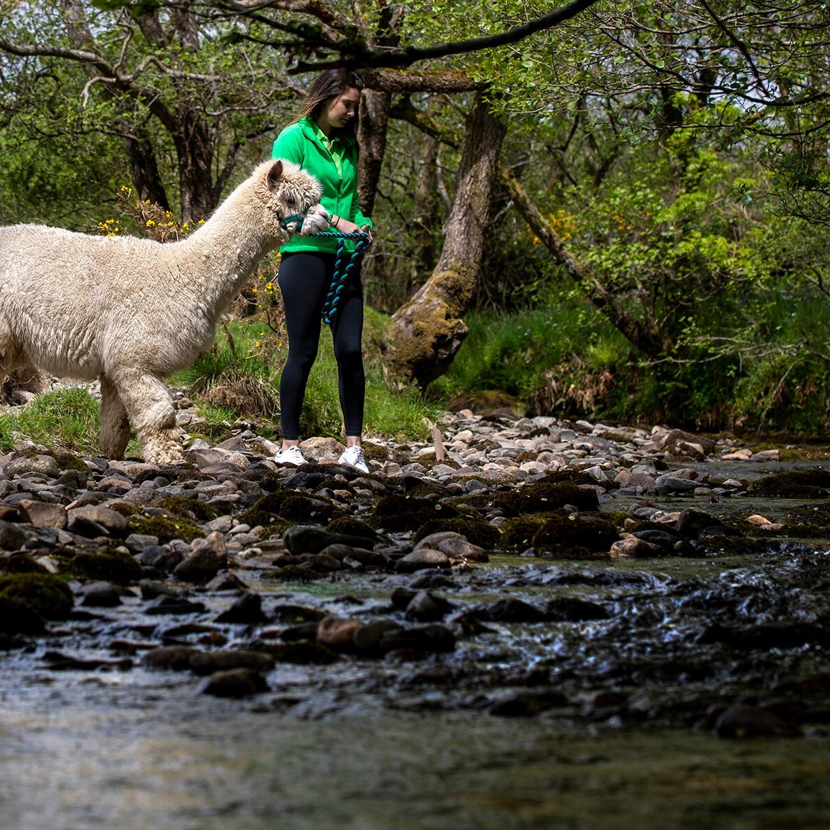 Galloway Alpacas (Gatehouse of Fleet) - All You Need to Know BEFORE You Go