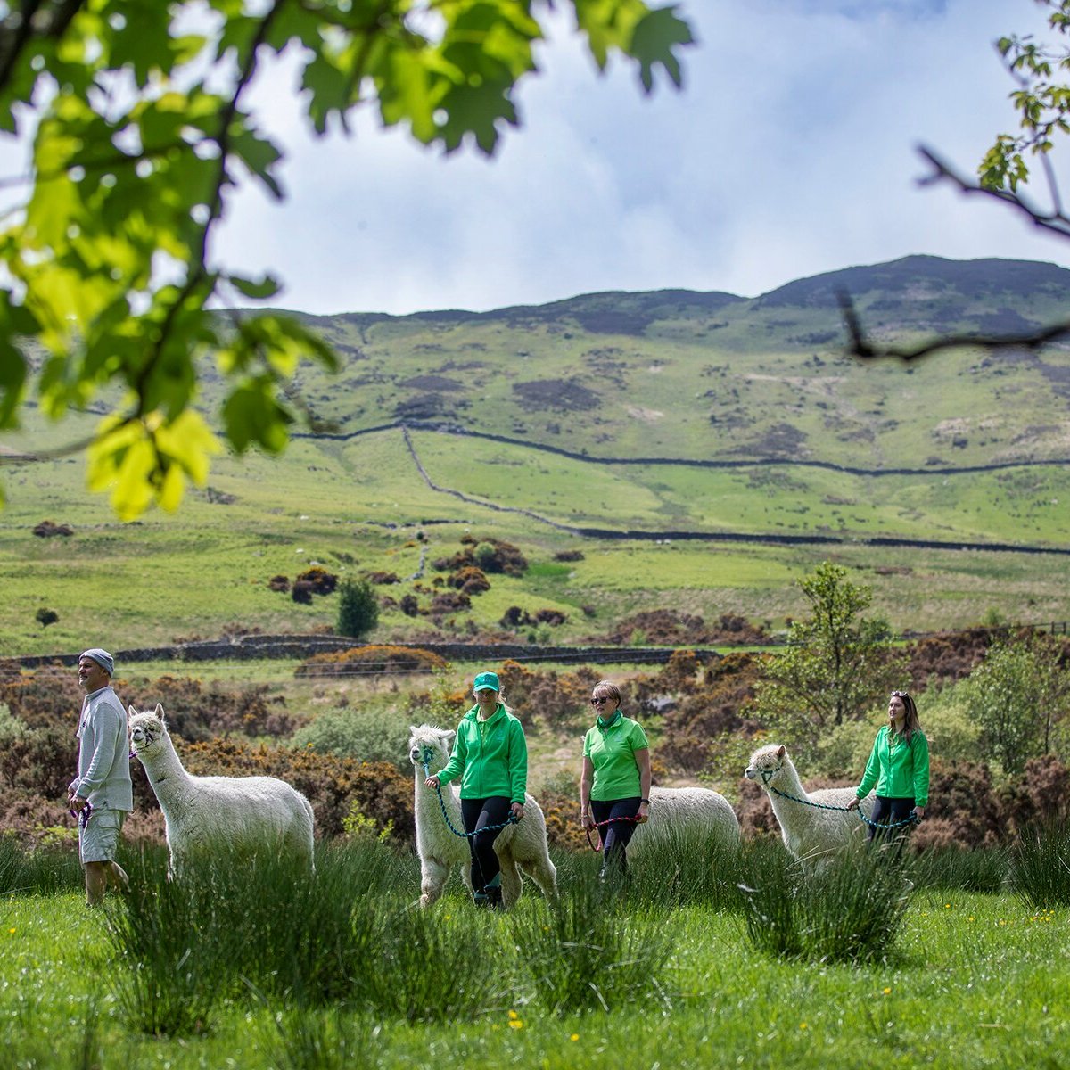 GALLOWAY ALPACAS (Gatehouse of Fleet) - All You Need to Know BEFORE You Go