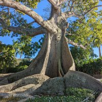 Giant Kapok Tree - All You Need to Know BEFORE You Go (2024)