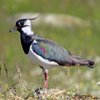 Birder11