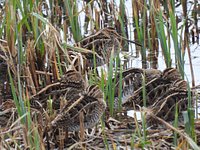 To The Hide, Taken at Brandon Marsh Nature Reserve, Warwick…