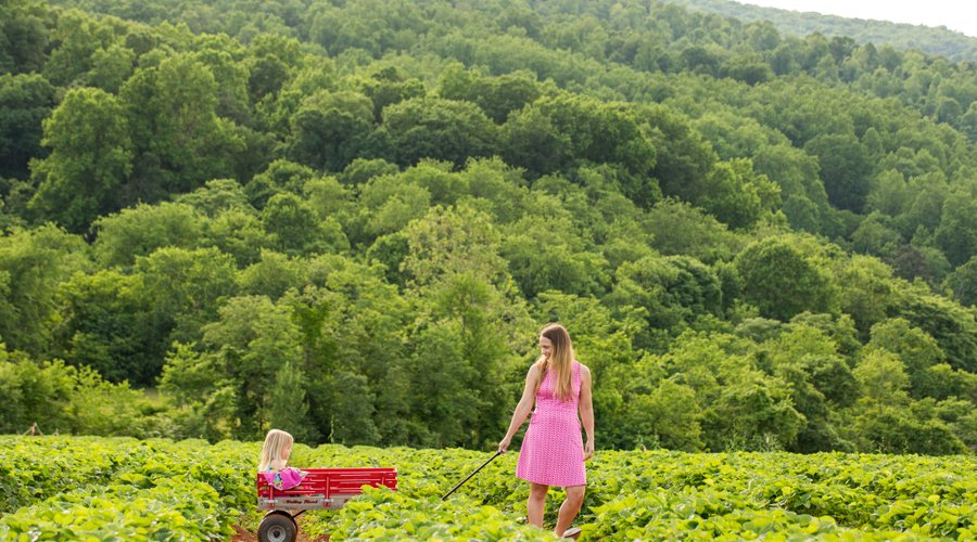 Strawberry pickers