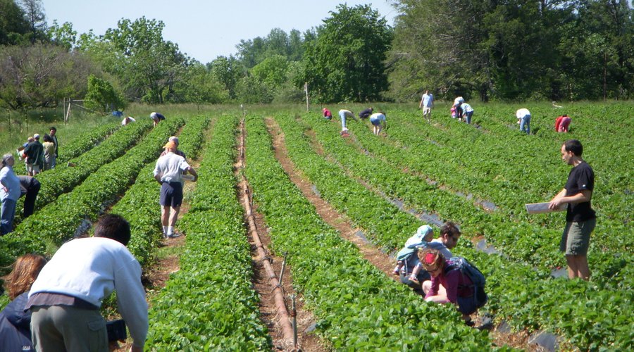 Strawberry pickers