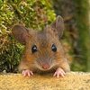 muis
