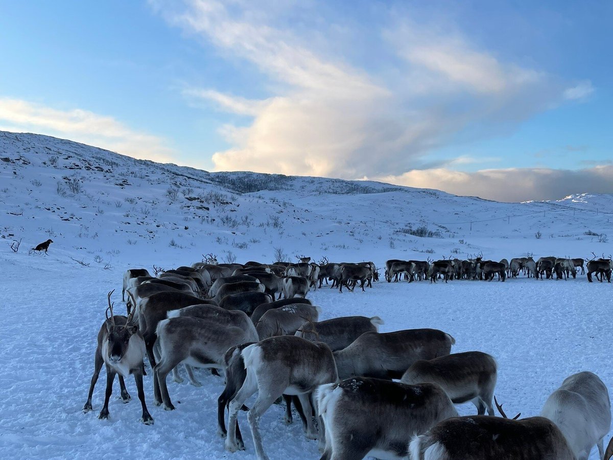 WONDERING REINDEER (Tromso) - All You Need to Know BEFORE You Go