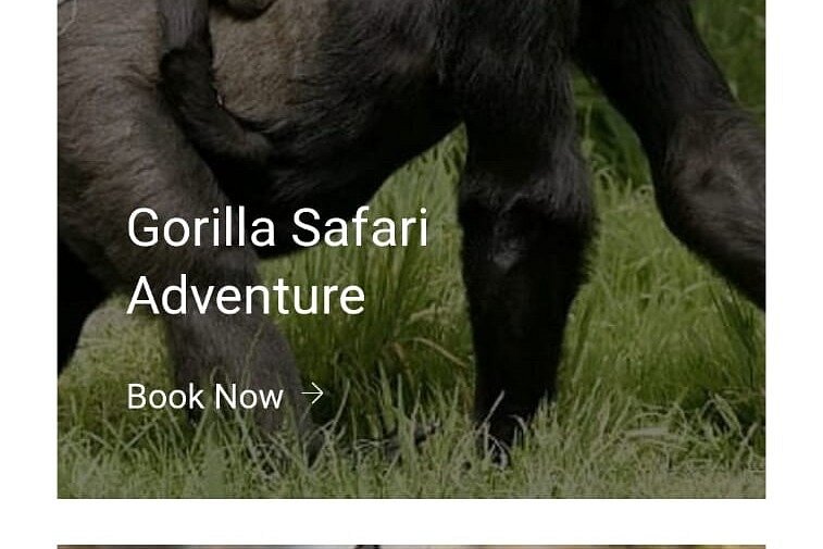 7days Gorilla safari adventure image