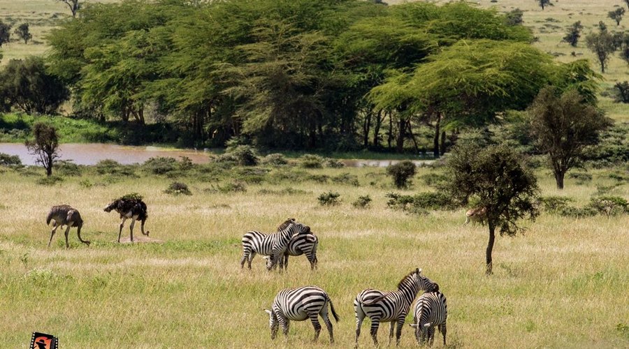 Wild life game drives.