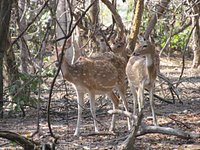 Pocharam Wildlife Sanctuary (Nizamabad) - All You Need to Know BEFORE You Go Pocharam Wildlife Sanctuary (Nizamabad) - All You Need to Know BEFORE You Go