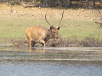 Pocharam Wildlife Sanctuary (Nizamabad) - All You Need to Know BEFORE You Go