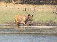 Pocharam Wildlife Sanctuary (Nizamabad) - All You Need to Know BEFORE You Go