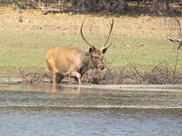 Pocharam Wildlife Sanctuary (Nizamabad) - All You Need to Know BEFORE You Go Pocharam Wildlife Sanctuary (Nizamabad) - All You Need to Know BEFORE You Go