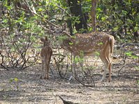 Pocharam Wildlife Sanctuary (Nizamabad) - All You Need to Know BEFORE You Go Pocharam Wildlife Sanctuary (Nizamabad) - All You Need to Know BEFORE You Go