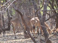 Pocharam Wildlife Sanctuary (Nizamabad) - All You Need to Know BEFORE You Go