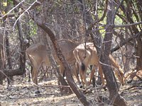 Pocharam Wildlife Sanctuary (Nizamabad) - All You Need to Know BEFORE You Go Pocharam Wildlife Sanctuary (Nizamabad) - All You Need to Know BEFORE You Go