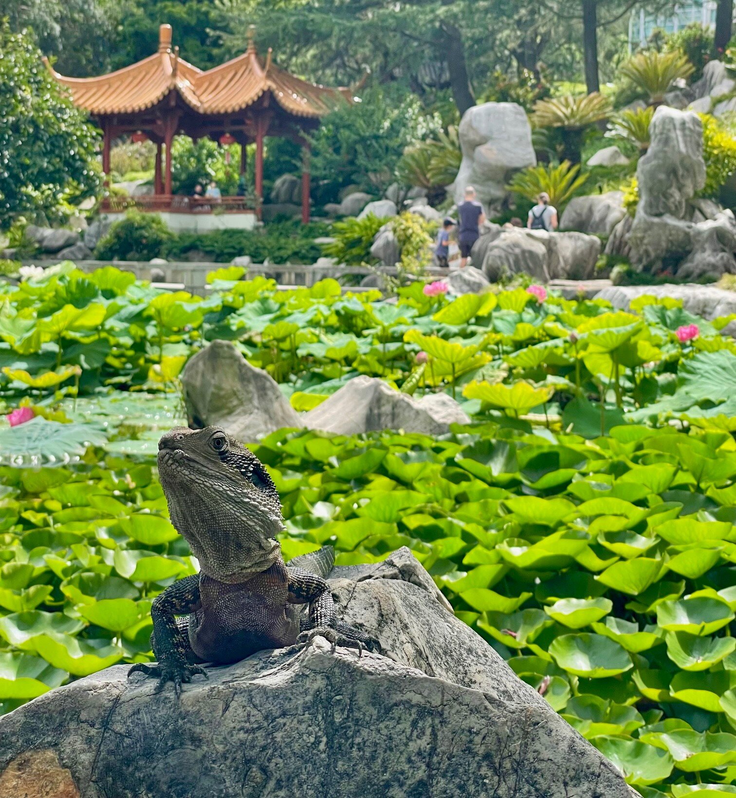 2025年 中国庭園 - 出発前に知っておくべきことすべて