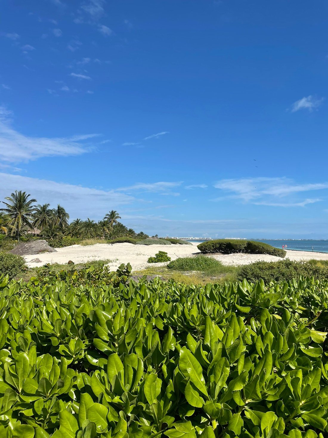 ATELIER PLAYA MUJERES (Мексика/Канкун - Плайя-Мухерес) - отзывы, фото и  сравнение цен - Tripadvisor