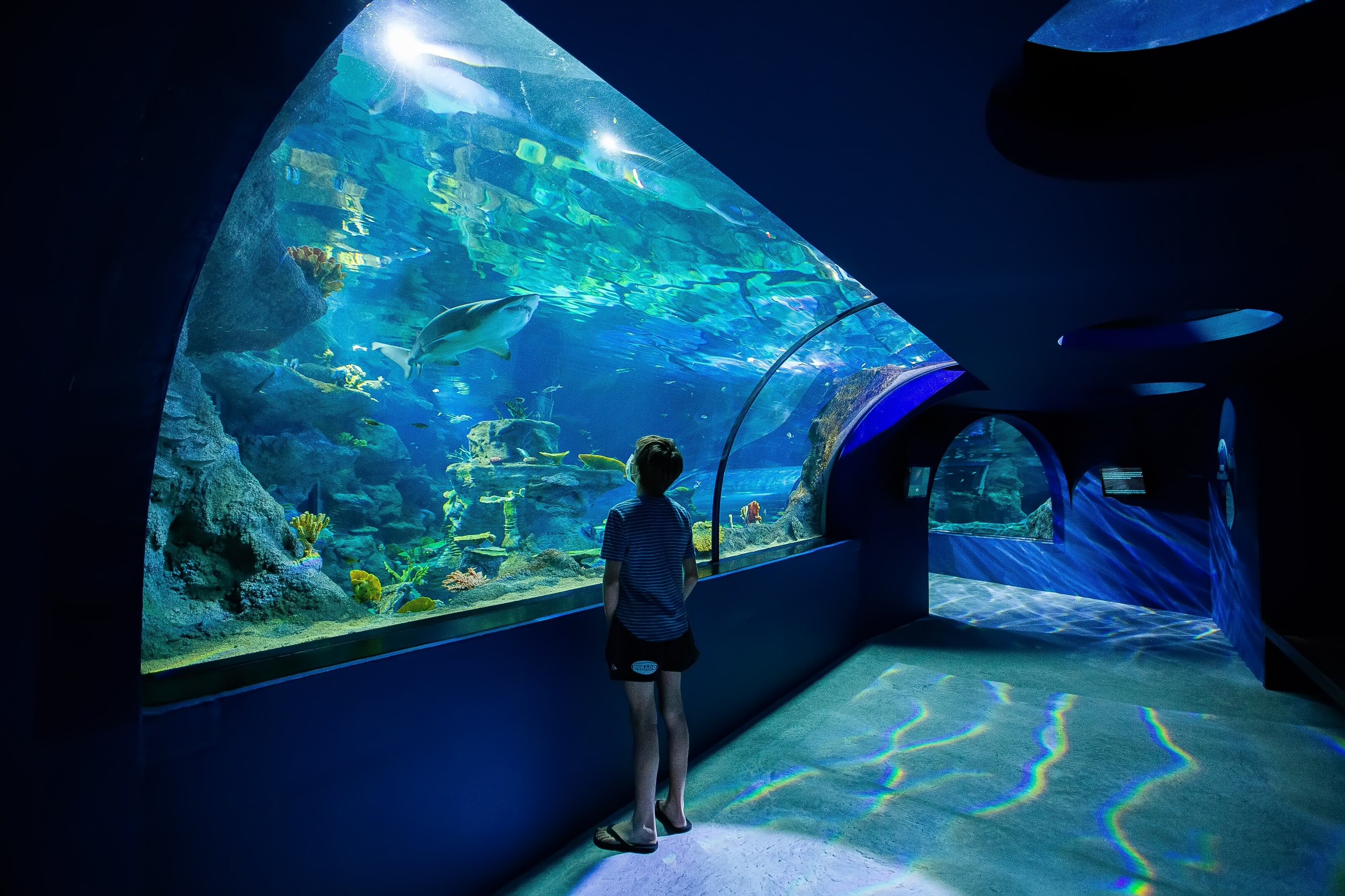 Odysseo Oceanarium Mauritius - All You Need To Know BEFORE You Go (2024)