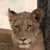 Africa Spear Safaris