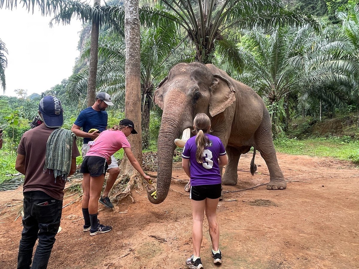 Sonchana Farm and Elephant Sanctuary, Сураттхани: лучшие советы перед  посещением - Tripadvisor