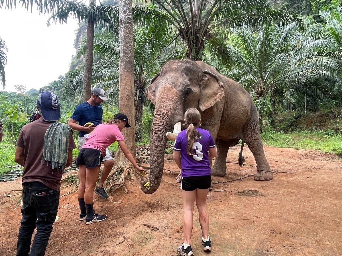 Sonchana Farm and Elephant Sanctuary, Сураттхани: лучшие советы перед  посещением - Tripadvisor