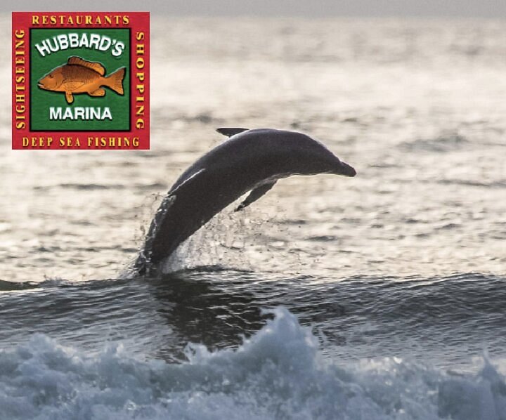 Hubbard's Marina Fishing Report 7-22-22, Hubbard's Marina, Deep Sea  Fishing, Dolphin Watching Tours