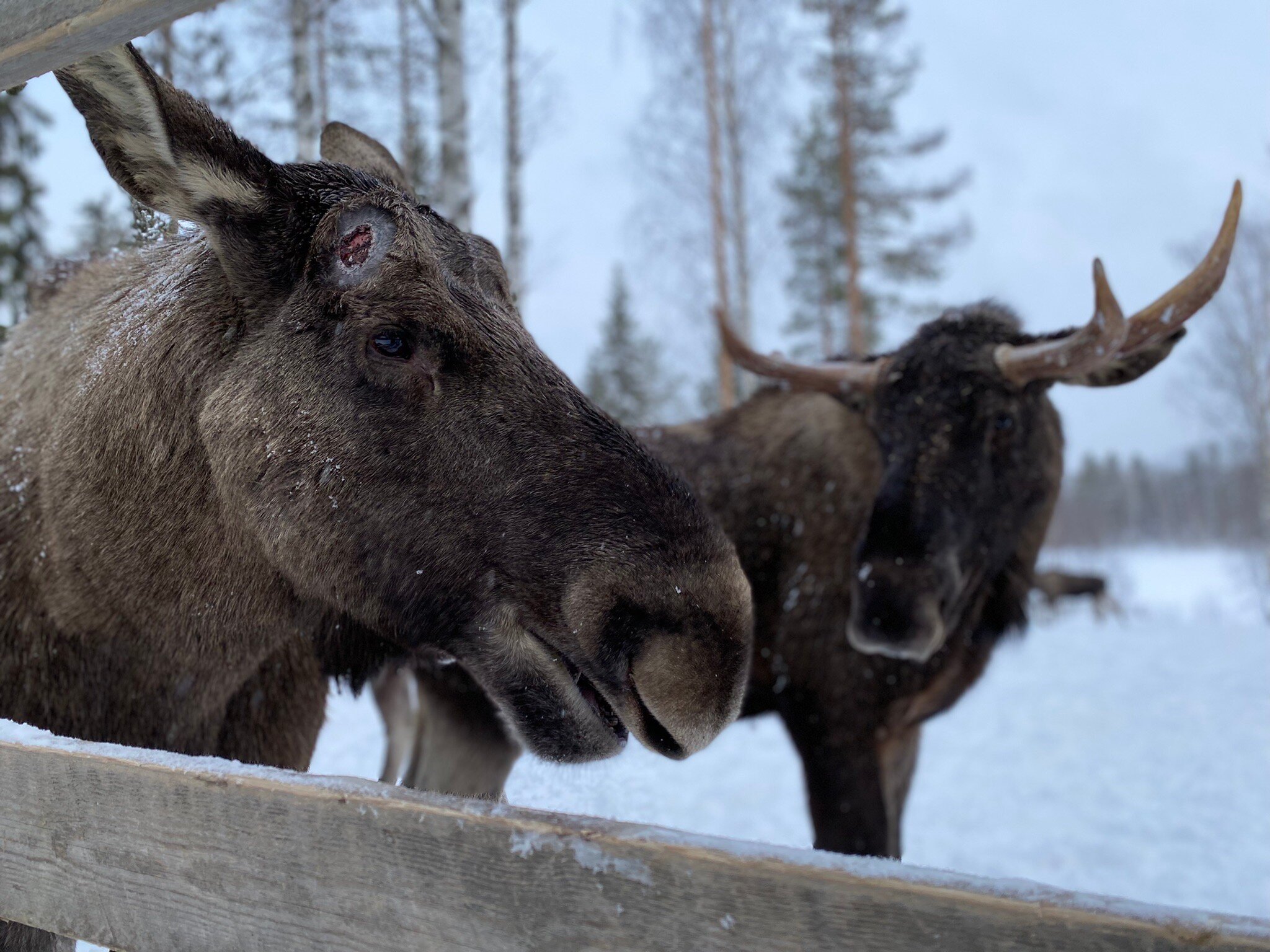 Skip hop moose on sale