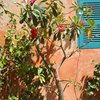 Paquerette