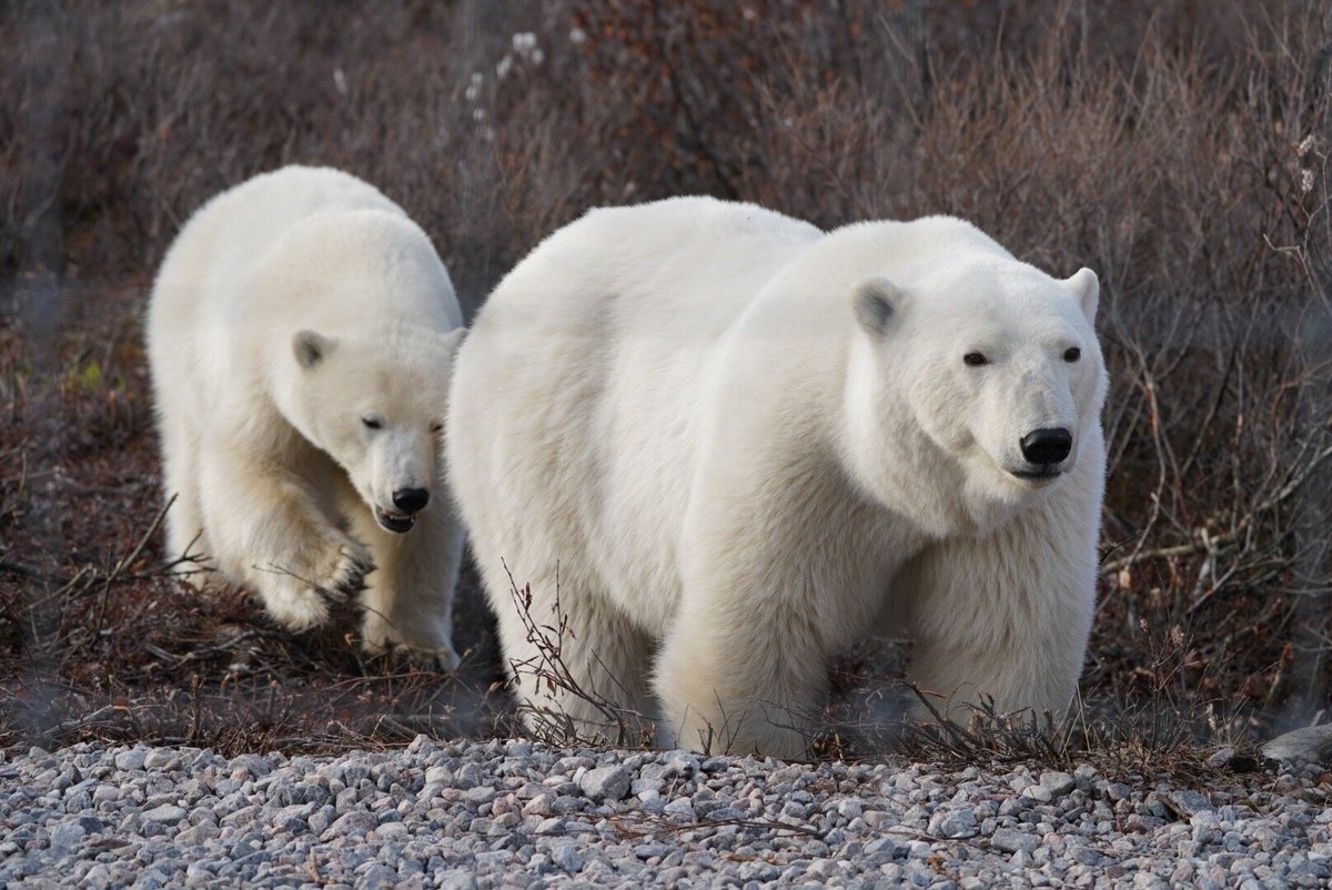 SEAL RIVER HERITAGE LODGE BY CHURCHILL WILD - Reviews (Manitoba)