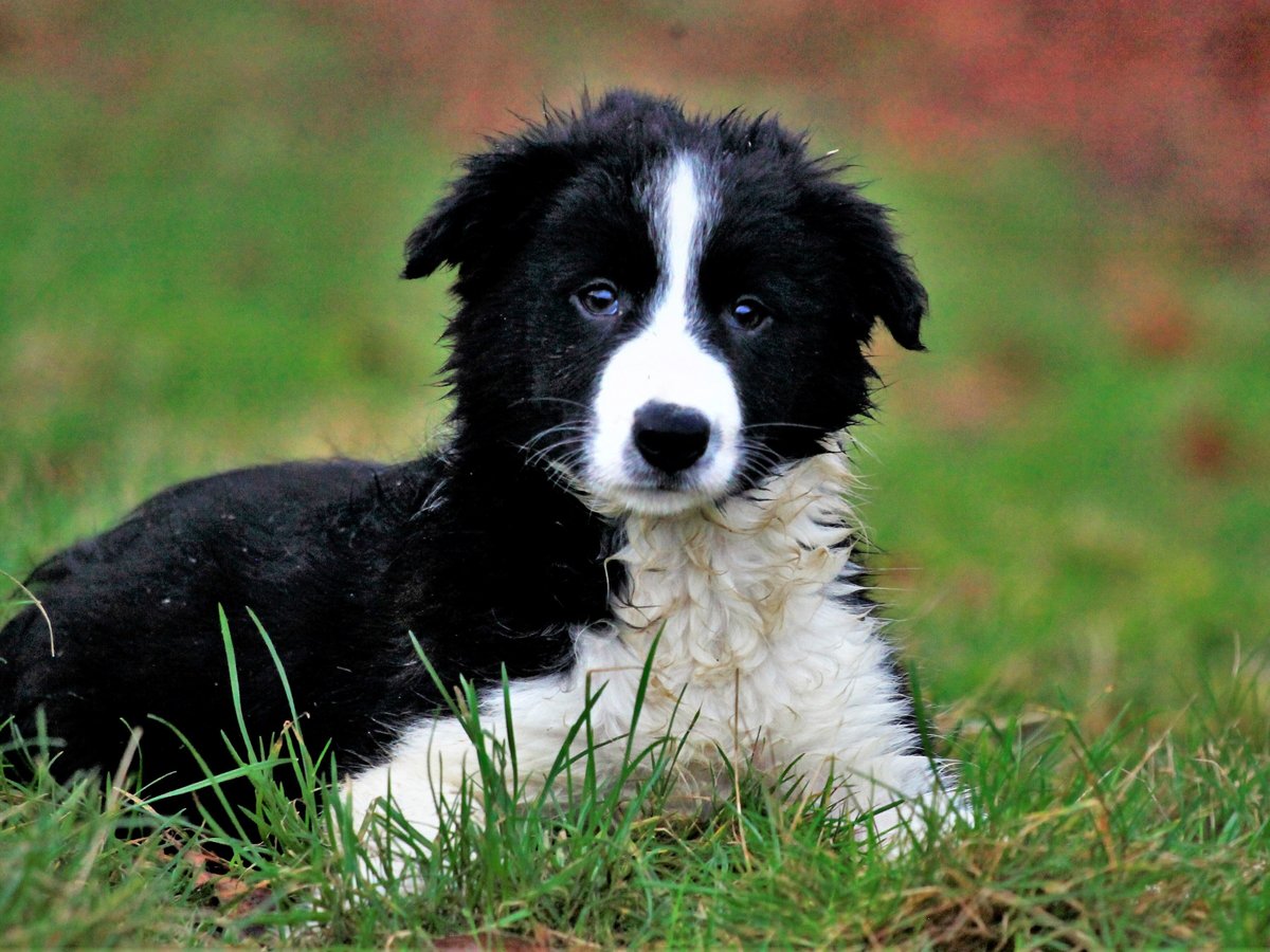 Lake District Sheepdog Experience - All You Need to Know BEFORE You Go ...